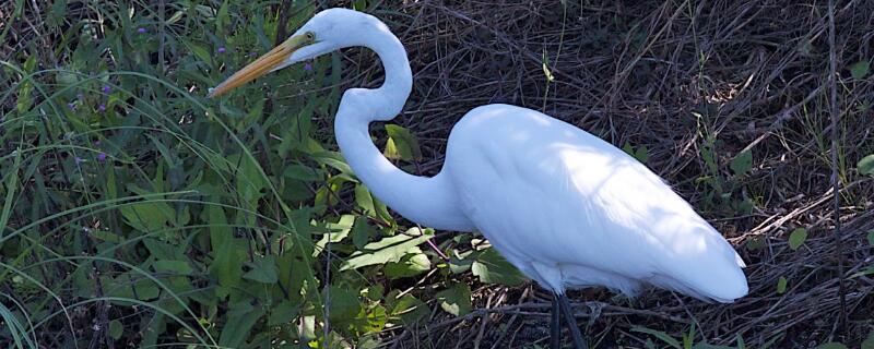 白鹭羽毛有多长