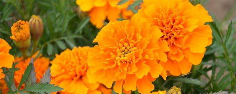 孔雀草的种植注意事项