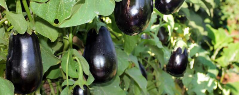 大棚种植茄子注意事项