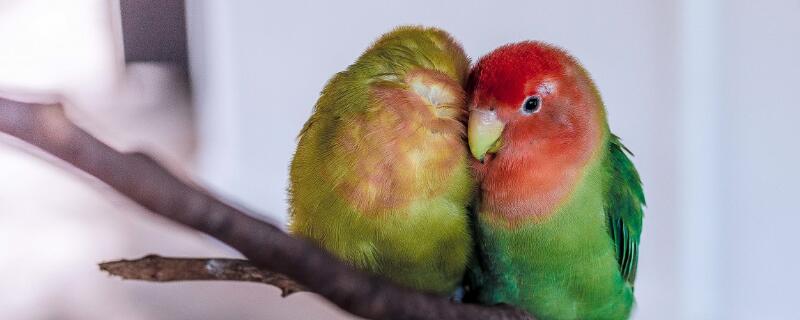 鹦鹉是国家保护动物吗