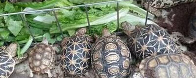 豹龟和什么混养