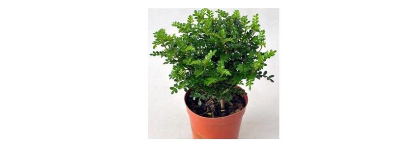 清香木怎么施肥