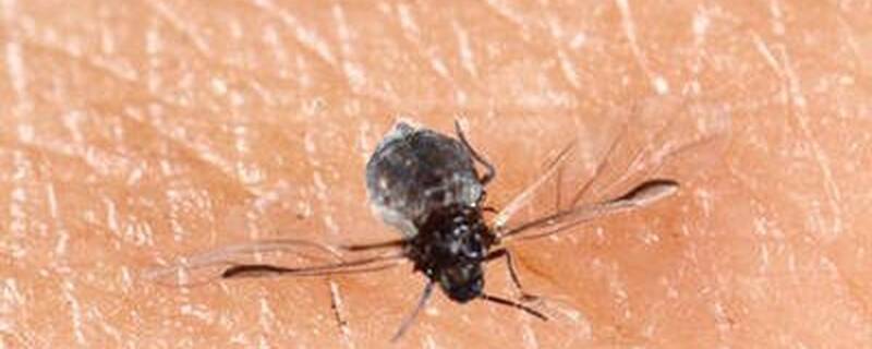 墨蚊小咬最怕什么植物