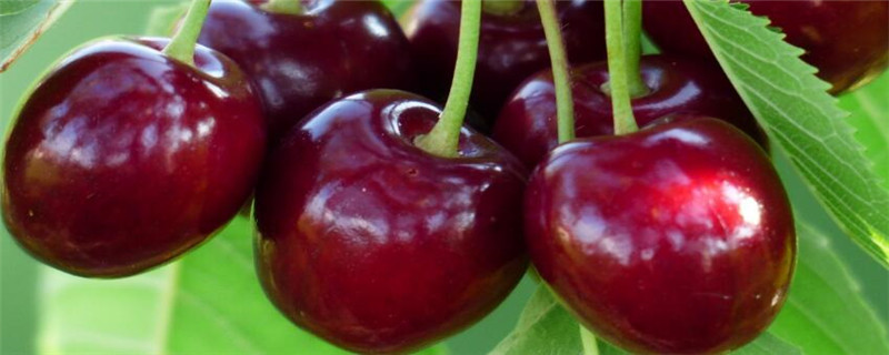 烟台樱桃什么时候成熟