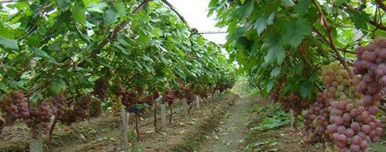 葡萄树种植注意事项