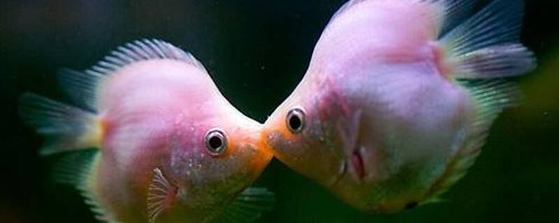 接吻鱼和什么鱼可以混养