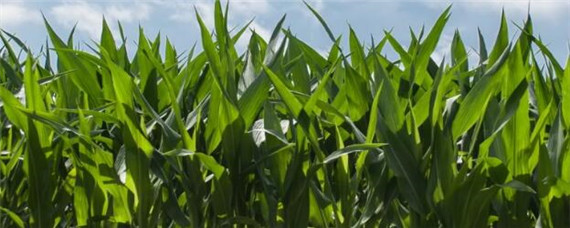 玉米叶面肥有哪些