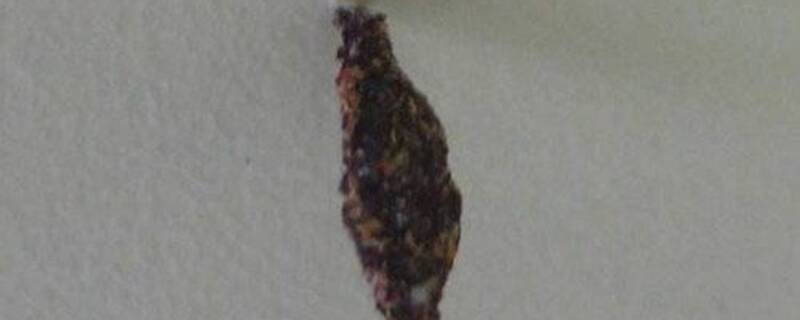 衣蛾幼虫用什么杀虫剂