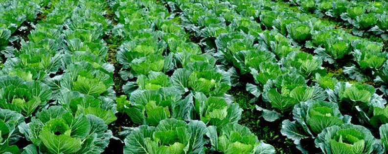 蔬菜种植冬季注意事项