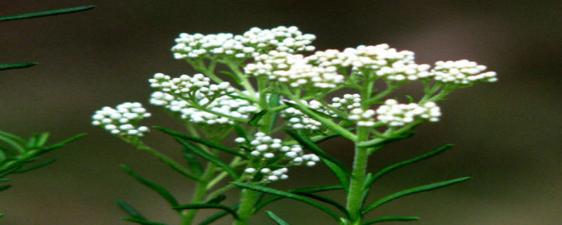 小米花是什么植物 农村致富经