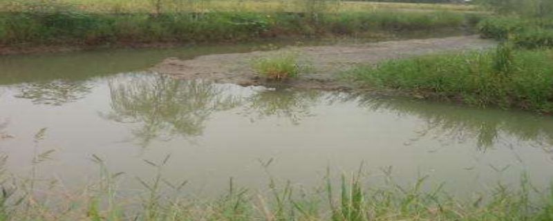 虾稻田怎么施肥