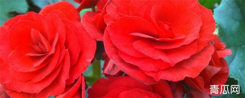 玫瑰海棠种植注意事项