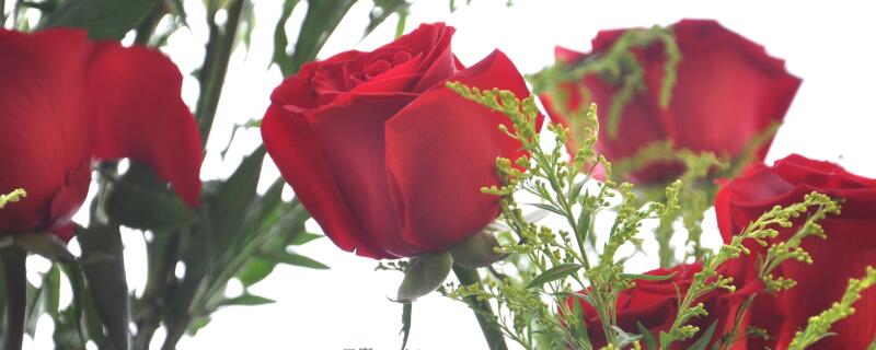 怎么给玫瑰施肥