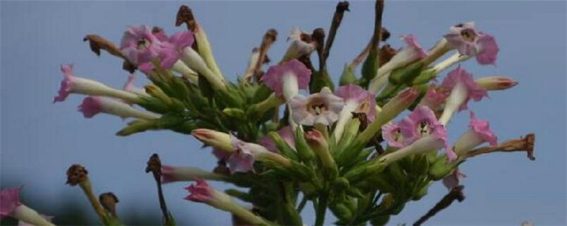 种植烟草的注意事项