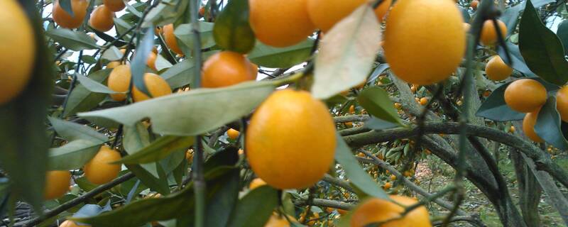 金桔什么时候剪枝