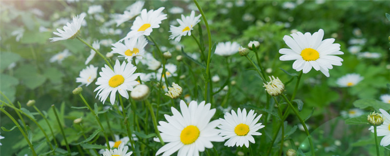 雏菊药材种植注意事项