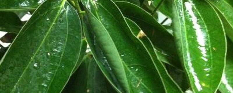 种植平安树的注意事项