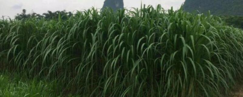 皇竹草怎么过冬