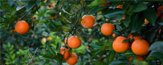 脐橙落叶怎么办