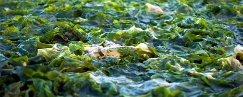海带长在哪里的