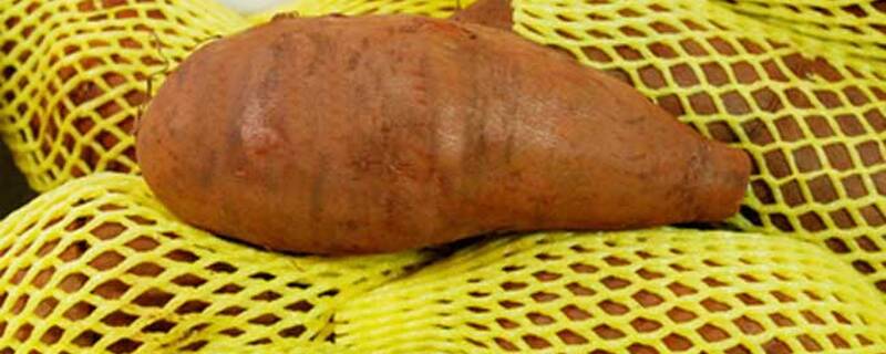 雪莲果种植几年可以挂果以挂果