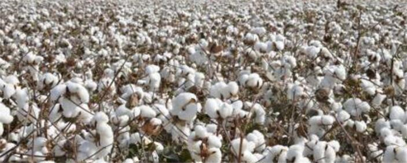 种植机采棉注意事项