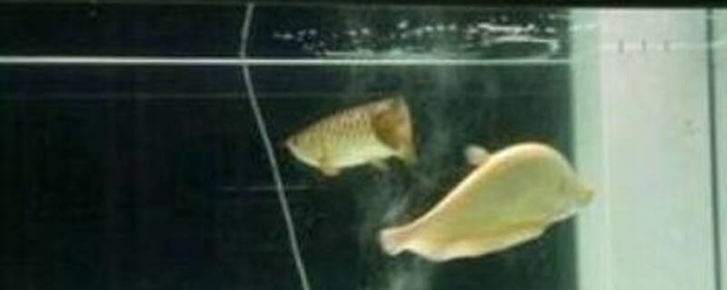 金刀鱼和什么鱼混养