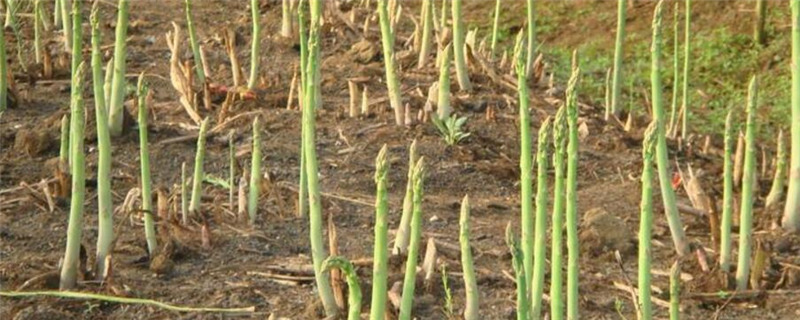 芦笋夏天种植注意事项
