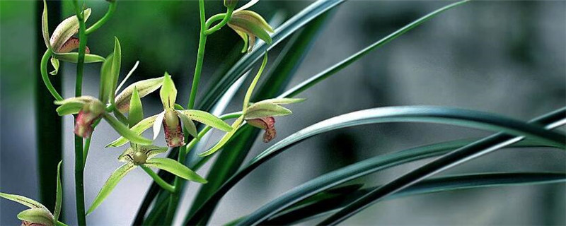 兰花的种植和注意事项