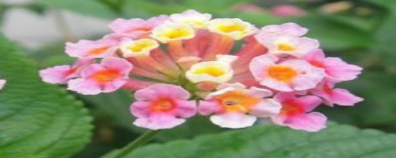 种植如意花的注意事项