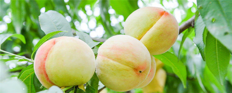 什么药能防桃子落果