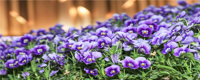 三色堇的种植注意事项