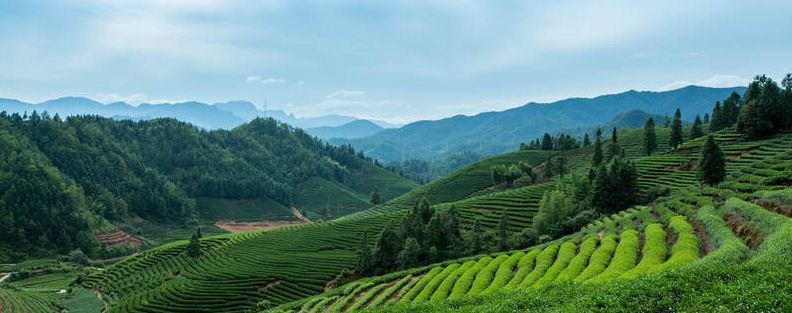 武夷山都产什么茶