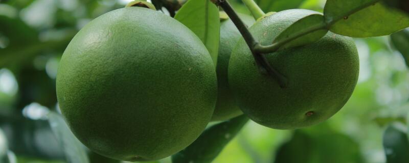 蜜柚产自哪里