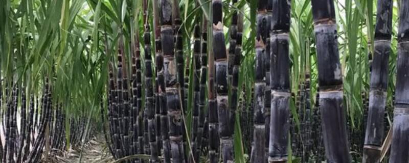 甘蔗种植方法