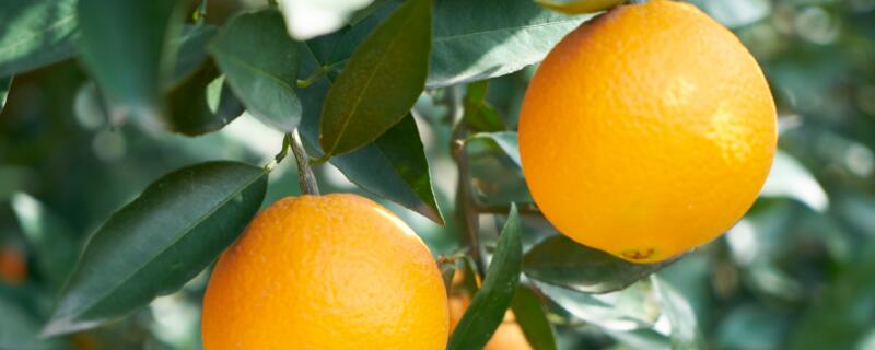 夏橙多久挂果
