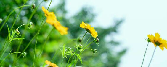 市面上卖的花肥有哪些