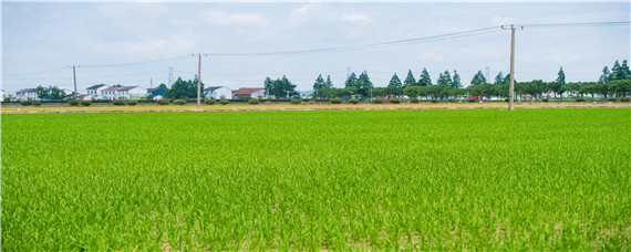 水稗草用什么除草剂