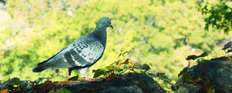 鸽子下蛋了要注意什么