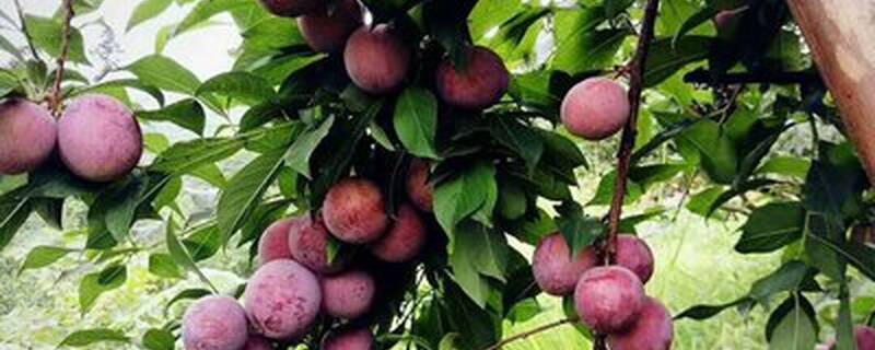 三华李几年可以挂果