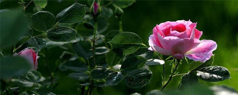 月季花种植注意事项