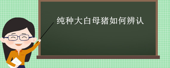 纯种大白母猪如何辨认