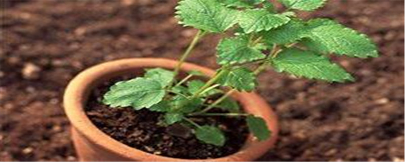盆种薄荷种植注意事项