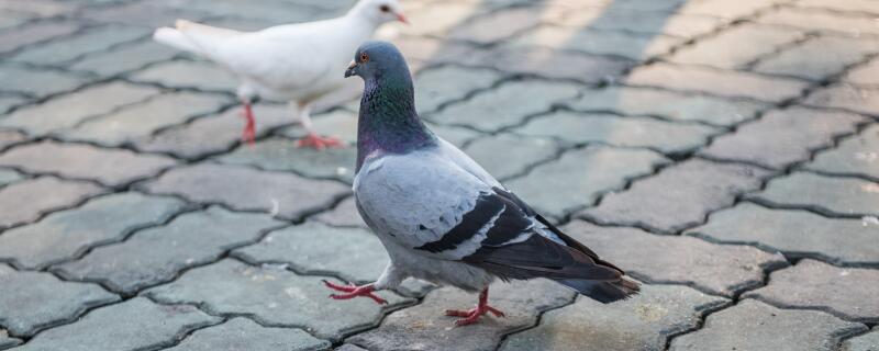 笼养鸽子怎样繁殖快