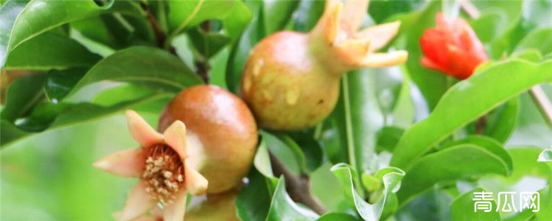 花石榴的种植注意事项