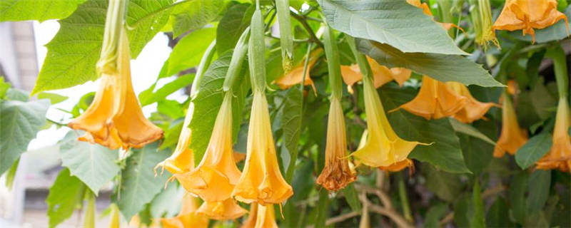 曼陀罗种植注意事项