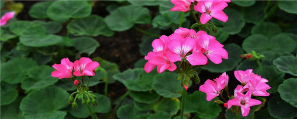 驱蚊植物有哪些