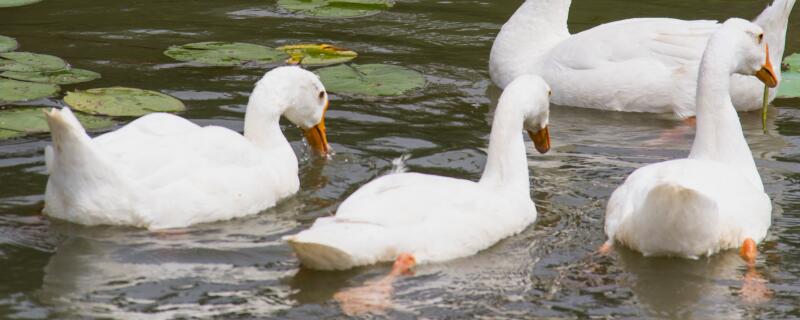 肉鹅多少天出栏
