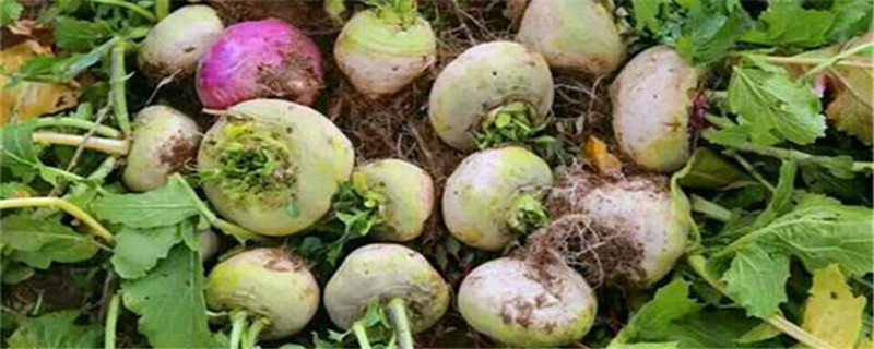 恰玛古种植注意事项