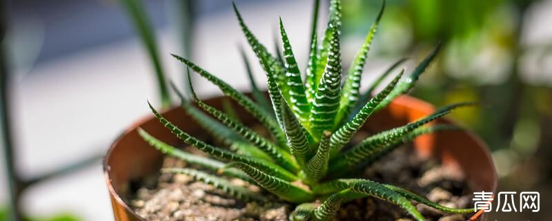 小植物种植注意事项